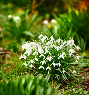 Buy stock photo Flowers, snowdrops and bush in nature on ground for growth, blooming and ecology in forest. Galanthus plants, leaves and outdoor in spring for sustainability, indigenous species and blossom in meadow