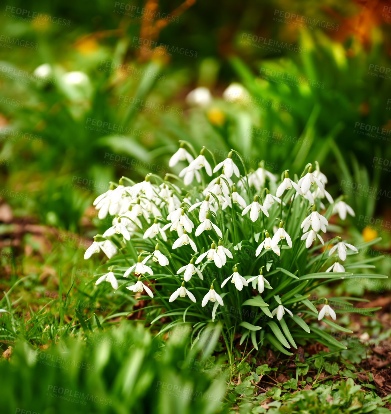 Buy stock photo Flowers, snowdrops and bush in nature on ground for growth, blooming and ecology in forest. Galanthus plants, leaves and outdoor in spring for sustainability, indigenous species and blossom in meadow