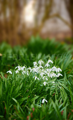 Flowers, growth and white snowdrop in backyard with natural landscape, morning blossom and calm environment. Spring, peace or nature with green leaves in garden, countryside and floral plants in bush