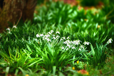 Forest, floor and white snowdrop in garden with natural landscape, morning blossom and calm environment. Spring flowers, growth and nature with green leaves in backyard, countryside and floral plants