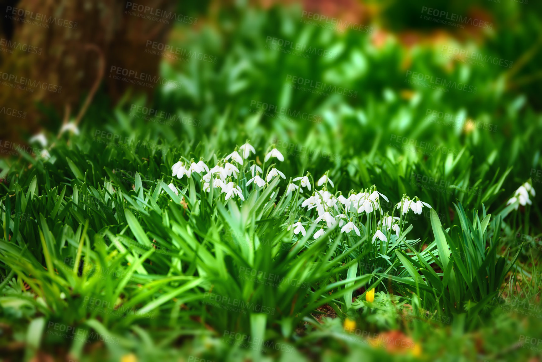 Buy stock photo Forest, floor and white snowdrop in garden with natural landscape, morning blossom and calm environment. Spring flowers, growth and nature with green leaves in backyard, countryside and floral plants