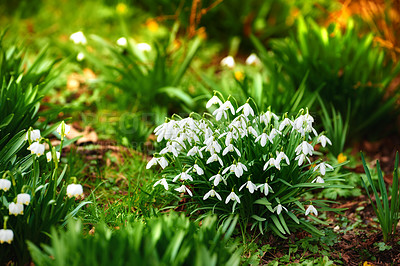 Buy stock photo Flowers, snowdrops and bush in environment on ground for growth, blooming and ecology in forest. Galanthus plants, leaves and outdoor in spring for sustainability, nature and blossom in meadow