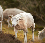 Sheep, animal and farm in countryside with eco friendly, sustainability and lamb for wool production. Animal, grass and agriculture outdoor with livestock, grass field and meadow in the morning