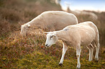 Sheep, animal eating and farm in countryside with no people, sustainability and lamb for wool production. Animal, grass and agriculture with livestock, grass field and meadow in Scotland at morning