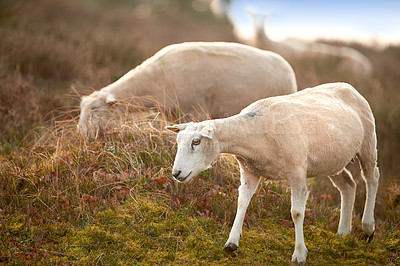 Buy stock photo Sheep, animal eating and farm in countryside with no people, sustainability and lamb for wool production. Animal, grass and agriculture with livestock, grass field and meadow in Scotland at morning