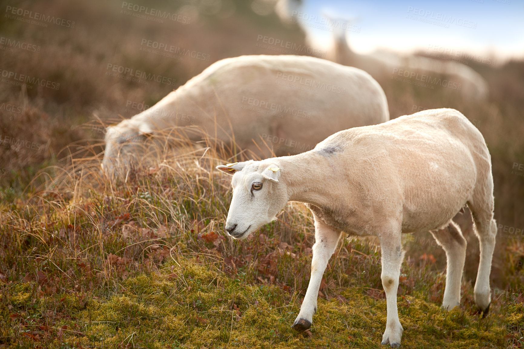 Buy stock photo Sheep, animal eating and farm in countryside with no people, sustainability and lamb for wool production. Animal, grass and agriculture with livestock, grass field and meadow in Scotland at morning