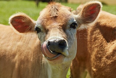 Buy stock photo Sustainable, farm and cow in pasture for agriculture with livestock, cattle or field in summer. Animal, face or funny calf in spring meadow for agro production, farming industry and countryside 