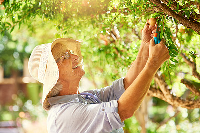 Buy stock photo Senior woman, outdoor tree and fruit with summer for sustainable food, sunshine and nutrition for health. Female person, elderly farmer and eco friendly agriculture for pomegranate and grow plant