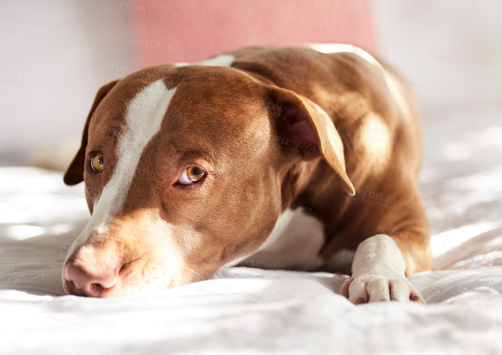 Buy stock photo Relax, portrait and dog on bed with cute face, comfort or calm animal in summer home for domestic adoption. Bedroom, rest and pitbull on pet blanket with peace, love and loyalty in morning sunshine