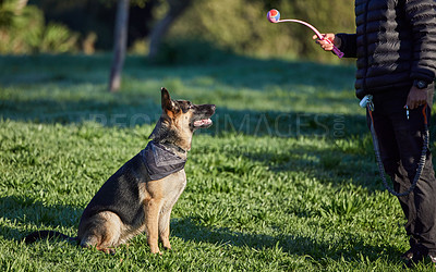 Buy stock photo Dog, training ad park with man, ball and animal toy on a lawn with German Shepard in a backyard. Garden, patience and trainer together with rescue canine outdoor with game, trust and care on grass