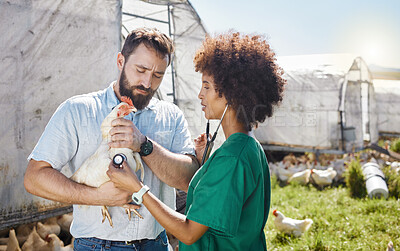 Buy stock photo Veterinary, farm and doctor and nurse with chicken for health inspection, wellness and vitality exam. Poultry farming, healthcare and vet team with stethoscope for medical care, analysis and results