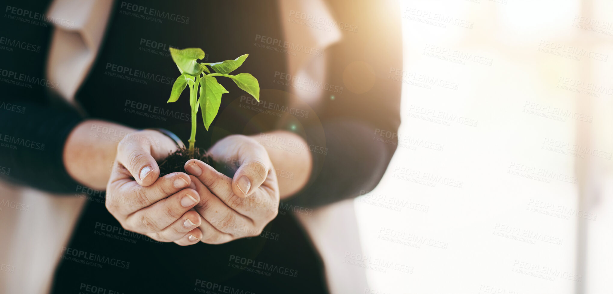 Buy stock photo Hands, soil and plant with business person for company growth, investment or opportunity. Leaf, climate change and woman with sapling for agriculture, sustainability or accountability on earth day