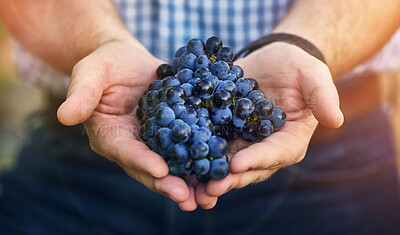 Buy stock photo Winery, grapes and hands of winemaker in outdoor for harvest, growth or agriculture in vineyard. Lens flare, fruit and man with produce for wine making, viticulture or farming in Napa Valley