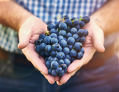 Buy stock photo Vineyard, grapes and hands of winemaker in outdoor for harvest, growth or agriculture in countryside. Lens flare, fruit and man with produce for wine making, viticulture or farming in Napa Valley