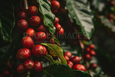 Nature, growth and coffee plant with leaves for ecology, food industry and hospitality business with sustainability. Coffea arabica, natural and premium beans for morning drink and espresso in Brazil
