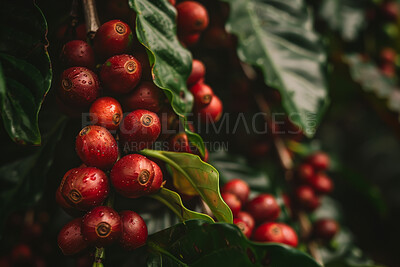 Buy stock photo Nature, growth and coffee plant with leaves for ecology, food industry and hospitality business with sustainability. Eco friendly, natural and premium beans for morning drink and espresso in Brazil