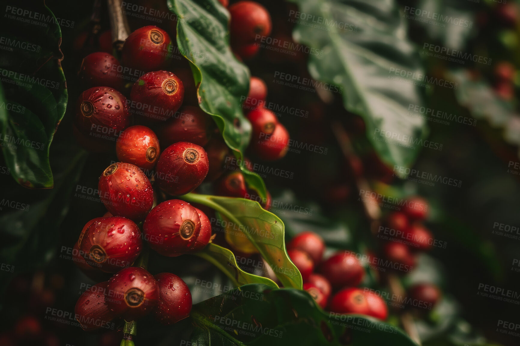 Buy stock photo Nature, growth and coffee plant with leaves for ecology, food industry and hospitality business with sustainability. Eco friendly, natural and premium beans for morning drink and espresso in Brazil