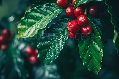 Buy stock photo Natural, growth and coffee plant with leaves for ecology, food industry and hospitality business with sustainability. Coffea arabica, nature and premium beans for morning drink and espresso in Brazil