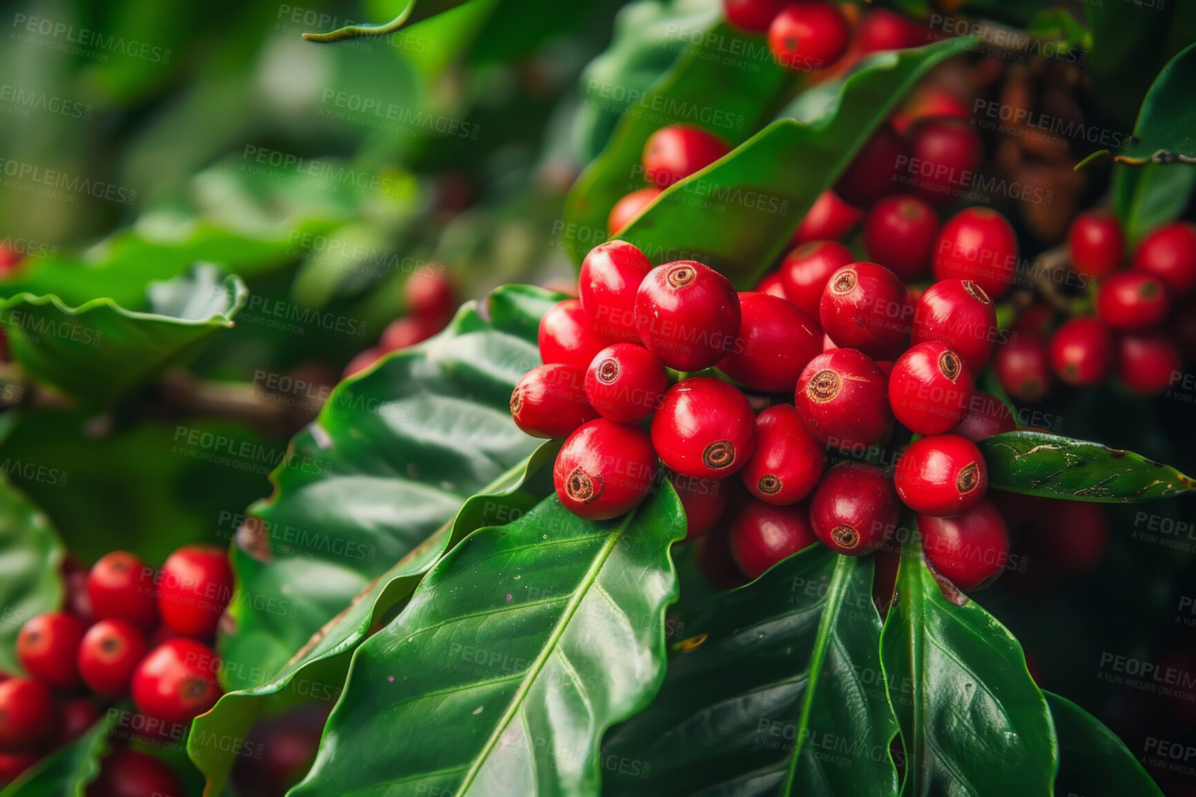 Buy stock photo Plant, leaf or red chokeberry tree in nature for farming, harvest or agriculture in countryside. Growth, sustainability or farm branch growing wild superfoods, Burberry fruit or nutrition in Canada