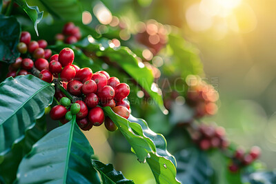 Plant, leaf or red Burberry tree in nature for farming, harvest or agriculture in countryside. Growth, sustainability or farm branch growing wild superfoods, Chokeberry fruit or nutrition in Canada