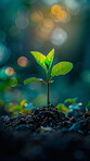 Sapling, growth and soil in nature for sustainability, gardening dirt or fertiliser agriculture. Bokeh, agro and green leaves with plant for natural environment, earth day or spring for eco friendly