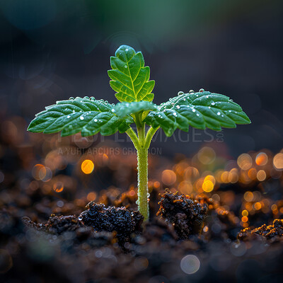 Buy stock photo Plant, growth and soil in nature for agriculture, gardening dirt or fertilizer sustainability. Bokeh, agro and green leaves with compost for natural environment, earth day or spring for eco friendly