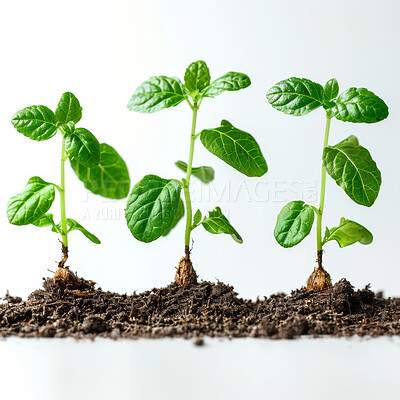 Seedling, grow and plant in nature, land and future of environment, farm and outdoor in soil. Agriculture, dirt and white background for carbon footprint, sustainability and project in garden