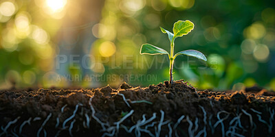 Growth, soil and sustainability with green bud or sprout in field for conservation of environment. Earth, nature and spring with plant growing closeup in park for carbon capture, ecology or net zero