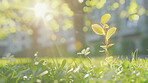 Flare, growth sustainability with green bud or sprout in field for conservation of environment. Earth, grass and spring with plants growing closeup in nature for carbon capture, ecology or net zero