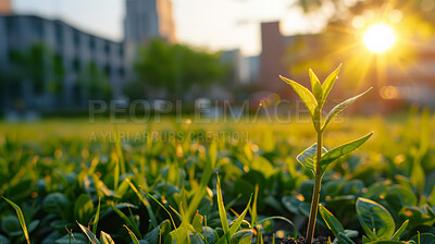 Buy stock photo Growth, plant and sustainability with bud or sprout in field for conservation of environment. Earth, nature and spring with green grass growing closeup in park for carbon capture, ecology or net zero