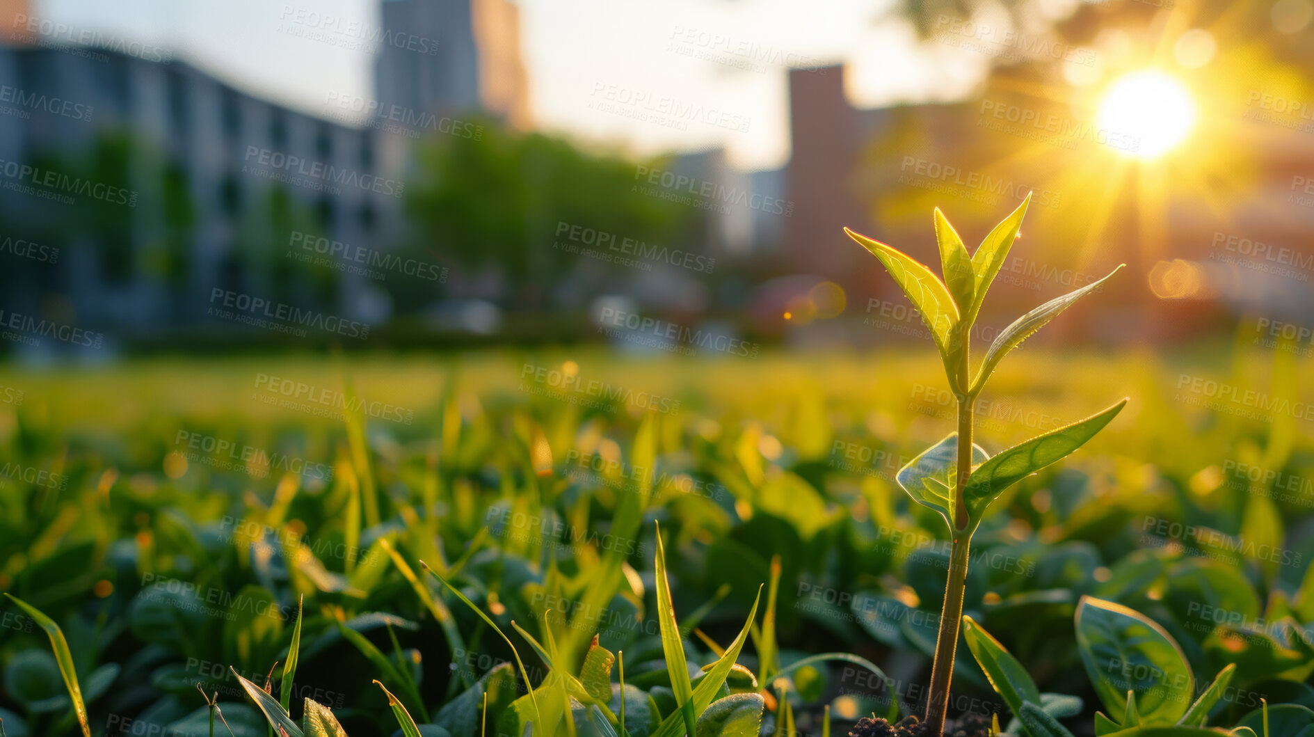 Buy stock photo Growth, plant and sustainability with bud or sprout in field for conservation of environment. Earth, nature and spring with green grass growing closeup in park for carbon capture, ecology or net zero
