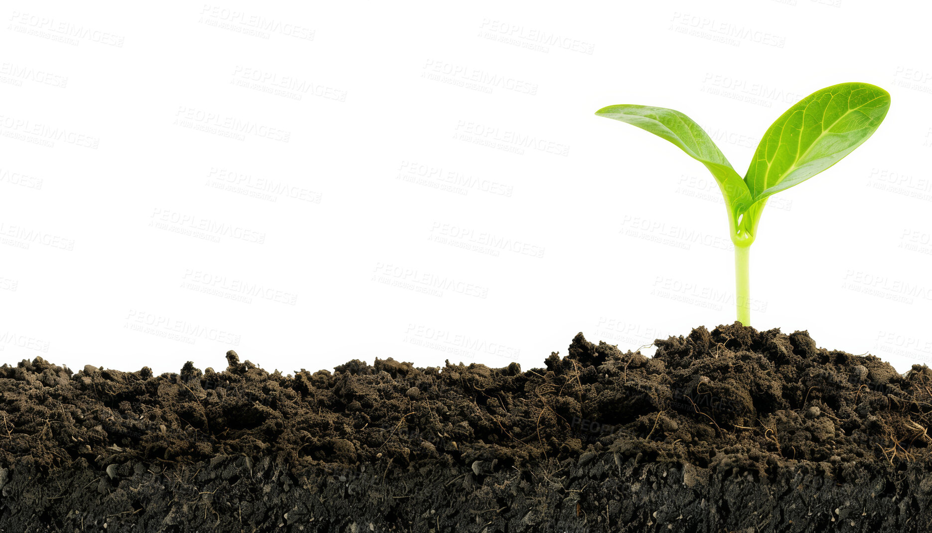 Buy stock photo Seedling, grow and plant in soil, farm and bokeh in environment, earth and leaves in nature outdoor. Agriculture, dirt and field for carbon footprint, sustainability and project for food in garden
