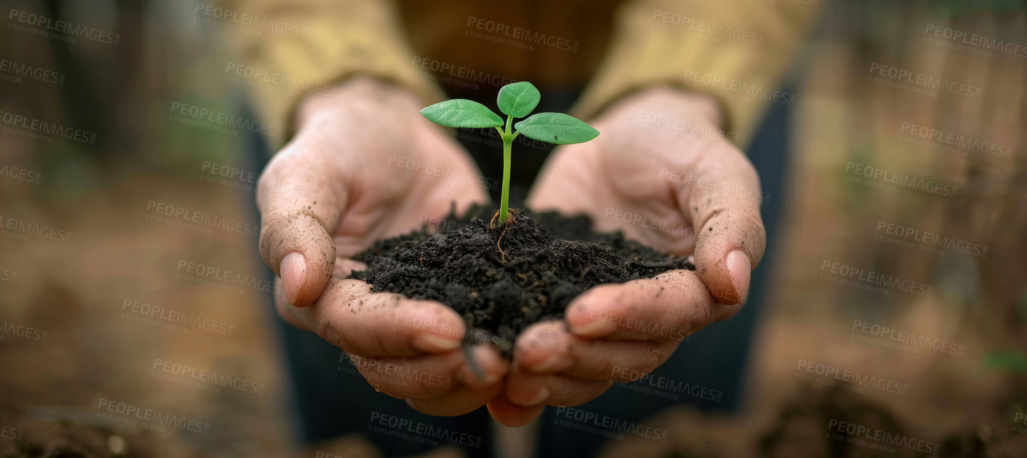 Buy stock photo Seedling, grow and plant in nature, hands and future of environment, farmer and outdoor in soil of garden. Agriculture, dirt and person with care for sustainability, eco friendly and project