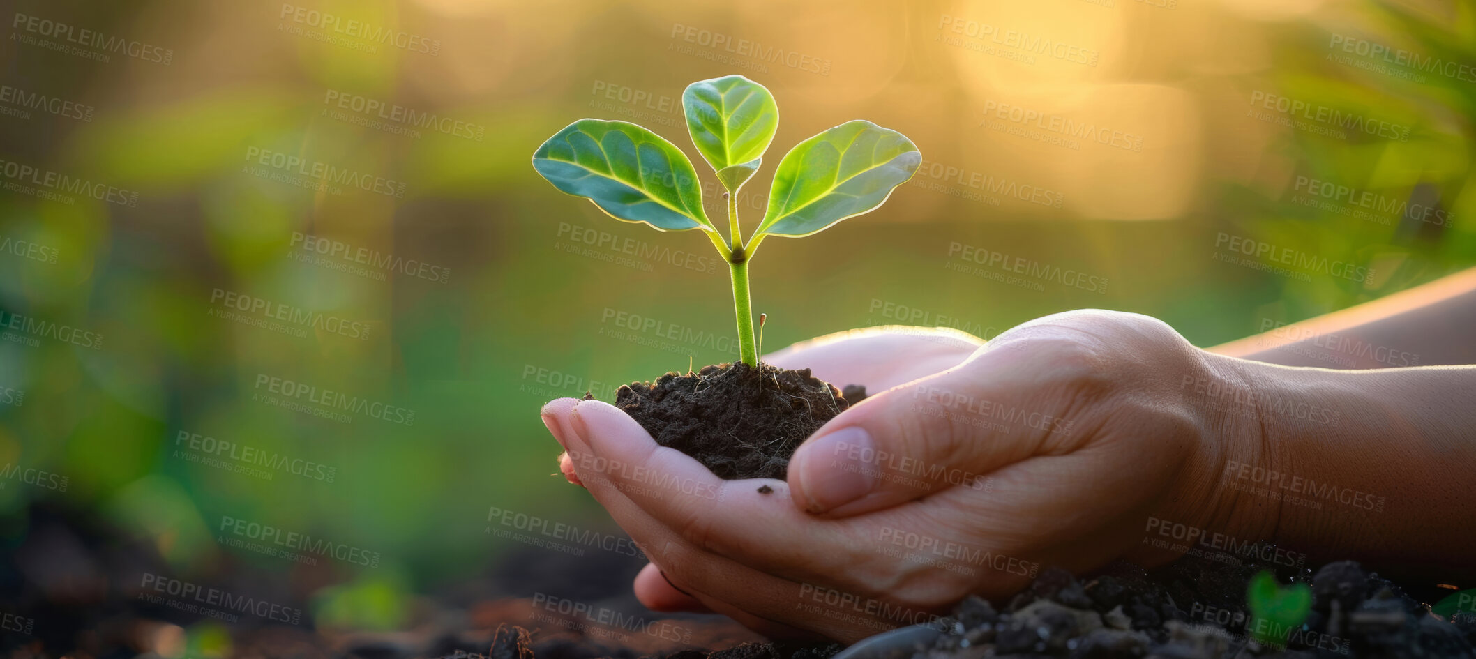 Buy stock photo Seedling, person and plant in nature, hands and future of environment, farmer and outdoor in soil of garden. Agriculture, dirt and growth with care for sustainability, eco friendly and project