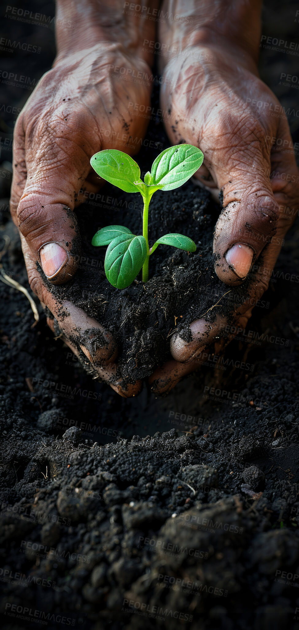 Buy stock photo Seedling, volunteer and plant in soil, hands and future of environment, farmer and outdoor in nature of garden. Agriculture, dirt and growth with care for sustainability, eco friendly and project