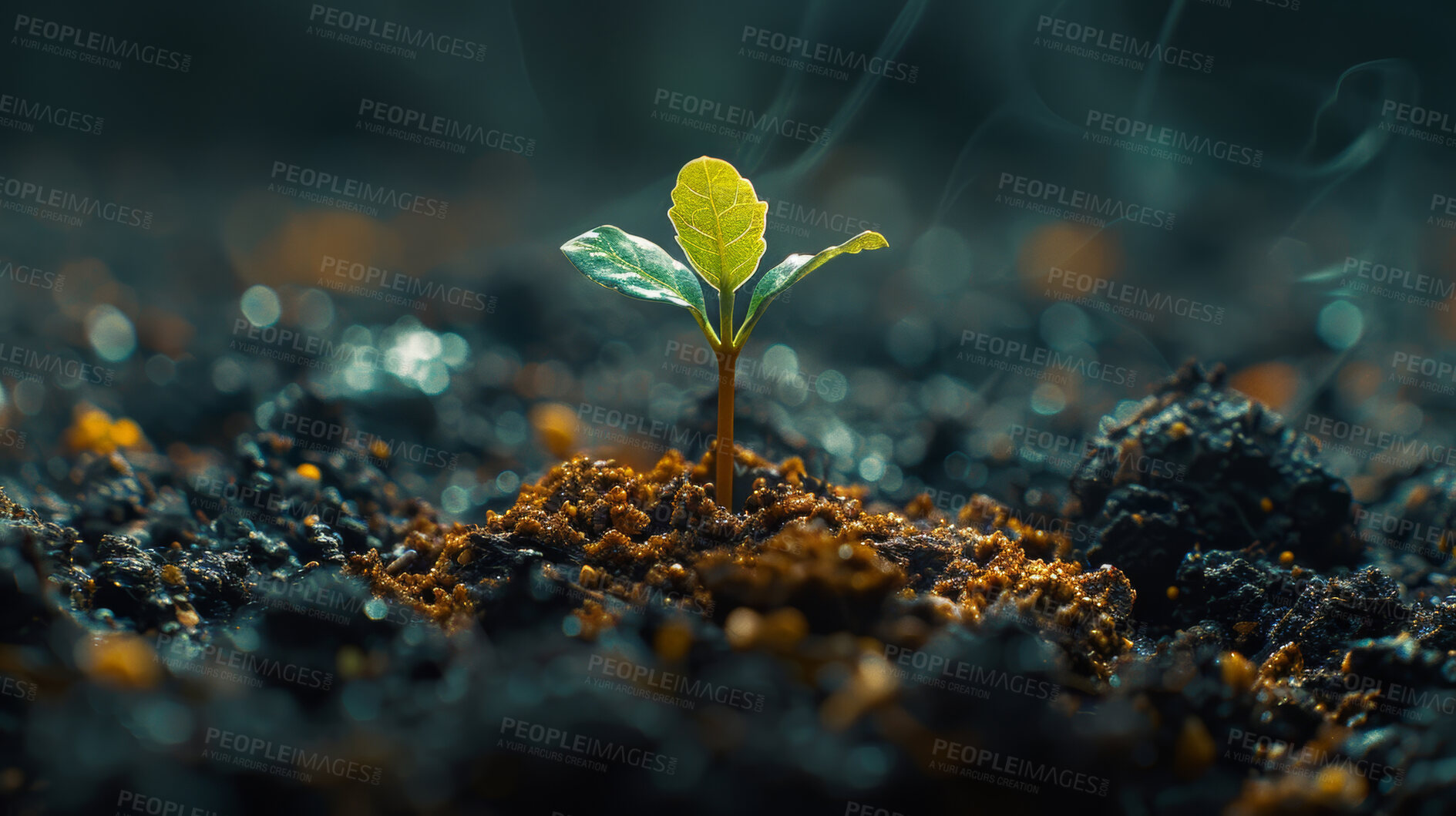 Buy stock photo Seedling, growth and plant in soil, leaves and bokeh in environment, farm and ecology in nature outdoor. Agriculture, dirt and field for carbon footprint, sustainability and project for garden