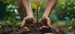 Seedling, agriculture and plant in nature, hands and ecology of environment, farmer and outdoor in soil of garden. Earth, dirt and volunteer with care for sustainability, eco  friendly or person