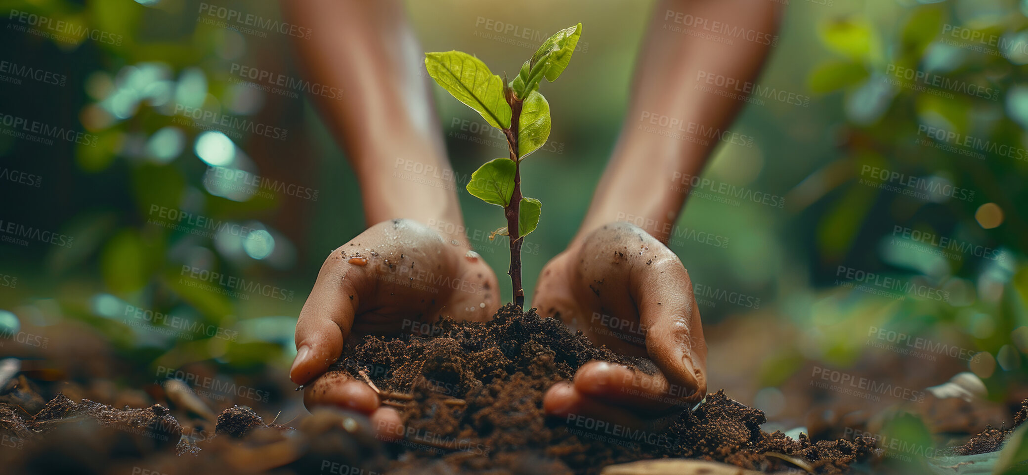 Buy stock photo Seedling, agriculture and plant in nature, hands and ecology of environment, farmer and outdoor in soil of garden. Earth, dirt and volunteer with care for sustainability, eco  friendly or person