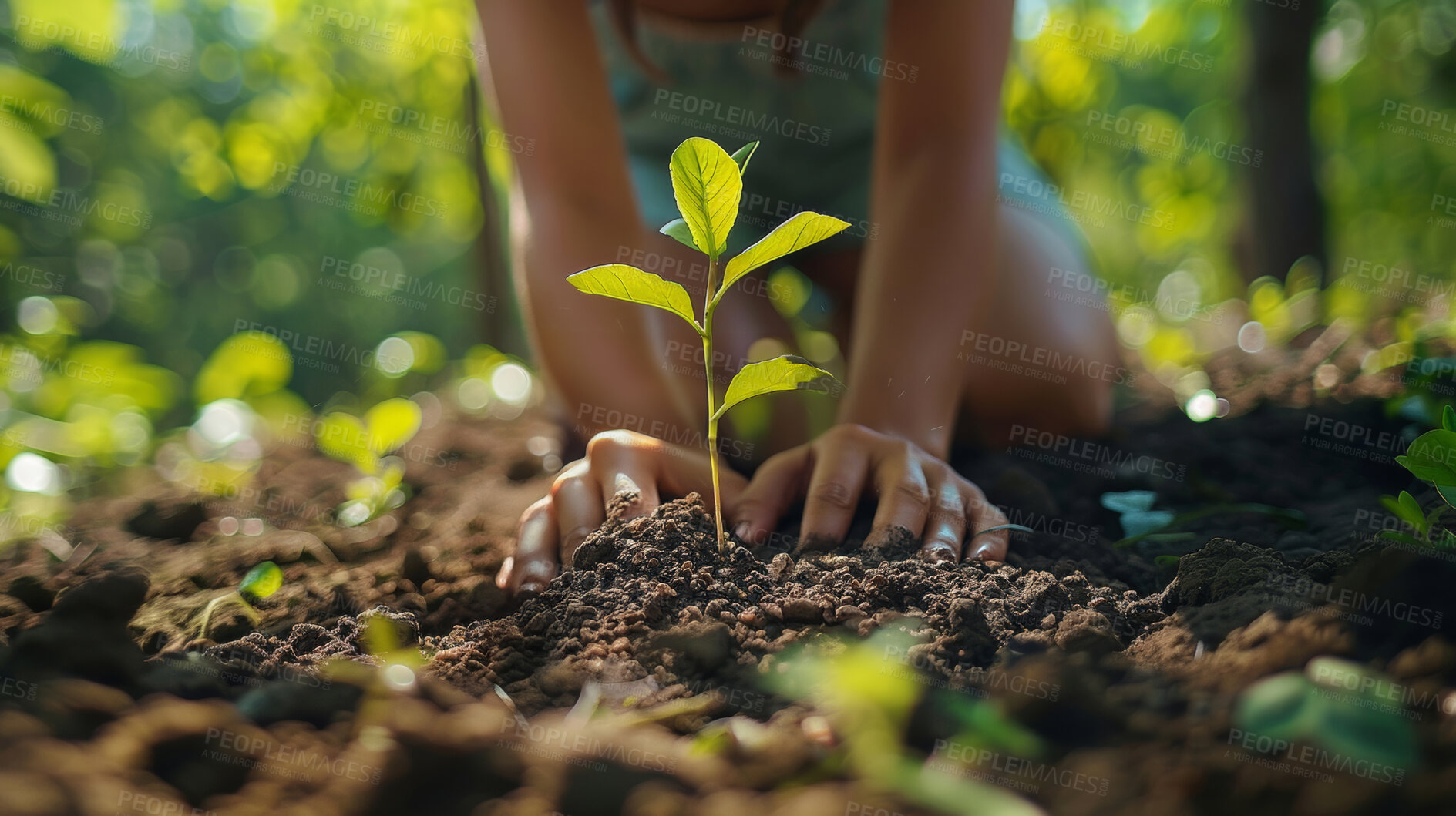Buy stock photo Leaves, agriculture and plant in nature, hands and ecology of environment, farmer and outdoor in soil of garden. Earth, dirt and volunteer with care for sustainability, eco  friendly or person