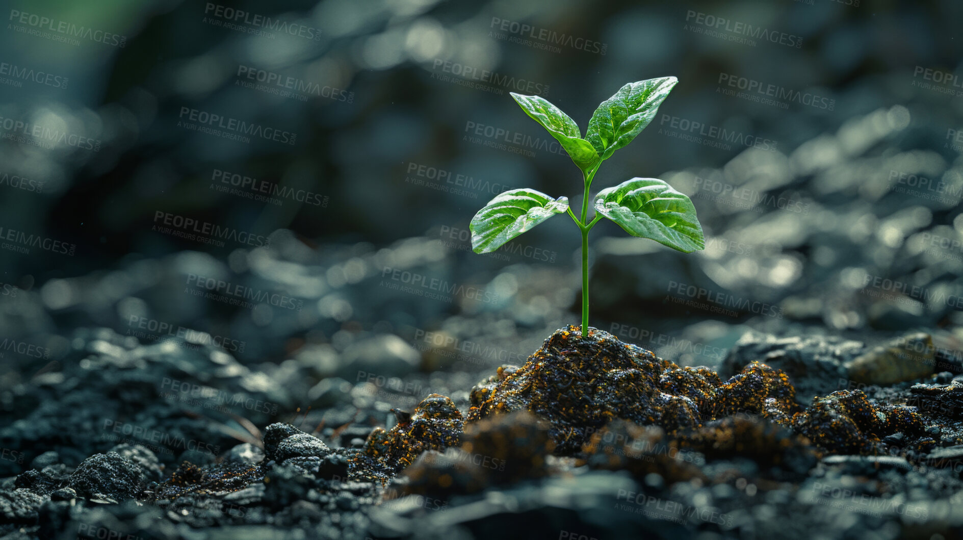 Buy stock photo Tree sprout, growth and soil in nature for sustainability, seedling or fertiliser compost. Empty, agro and green leaves with plant for natural environment, earth day or spring for eco friendly