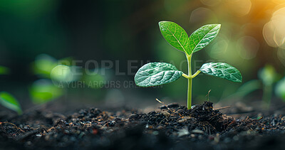 Buy stock photo Plant, growth and soil in garden for agriculture, sustainability or fertiliser dirt. Bokeh, agro and green leaves with sapling for natural environment, earth day or spring for eco friendly park