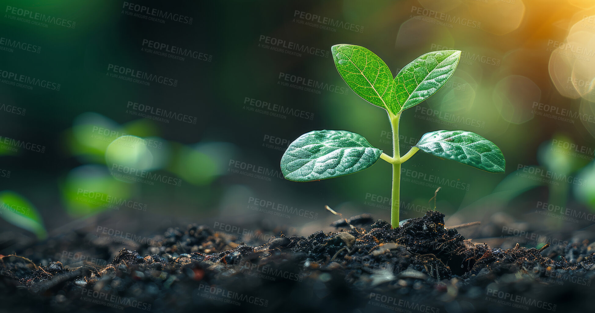 Buy stock photo Plant, growth and soil in garden for agriculture, sustainability or fertiliser dirt. Bokeh, agro and green leaves with sapling for natural environment, earth day or spring for eco friendly park