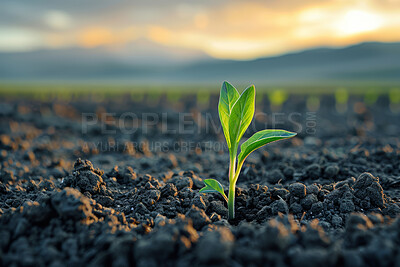 Buy stock photo Seedling, soil and plant for agriculture, nature and garden for grow and sapling for farming. Spring, dirt or natural lead for fresh sprout for environment conservation, eco friendly and green growth