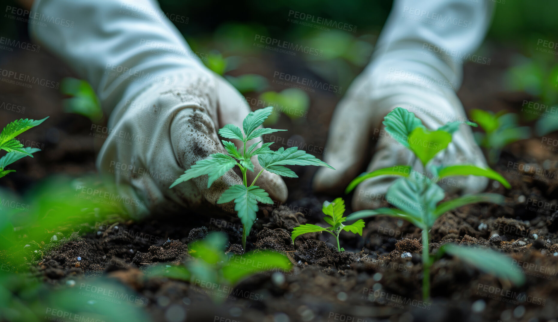 Buy stock photo Soil, agriculture and plant in garden, hands and ecology of environment, farmer and outdoor for leaves in earth. Seedling, dirt and volunteer with care for sustainability, eco  friendly or person