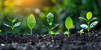 Sapling, growth and plant in soil, environment and bokeh in summer, farming and ecology in nature outdoor. Agriculture, dirt and field for carbon footprint, sustainability and project for garden