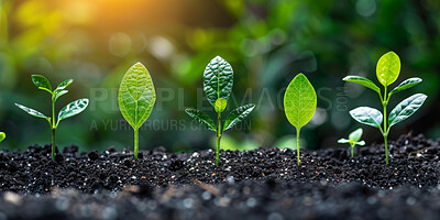Sapling, growth and plant in soil, environment and bokeh in summer, farming and ecology in nature outdoor. Agriculture, dirt and field for carbon footprint, sustainability and project for garden