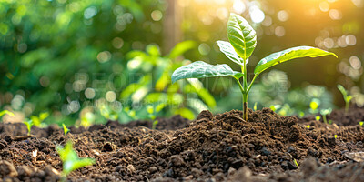 Sapling, growth and plant in soil, sun and bokeh in environment, farming and ecology in nature outdoor. Agriculture, dirt and field for carbon footprint, sustainability and project for garden