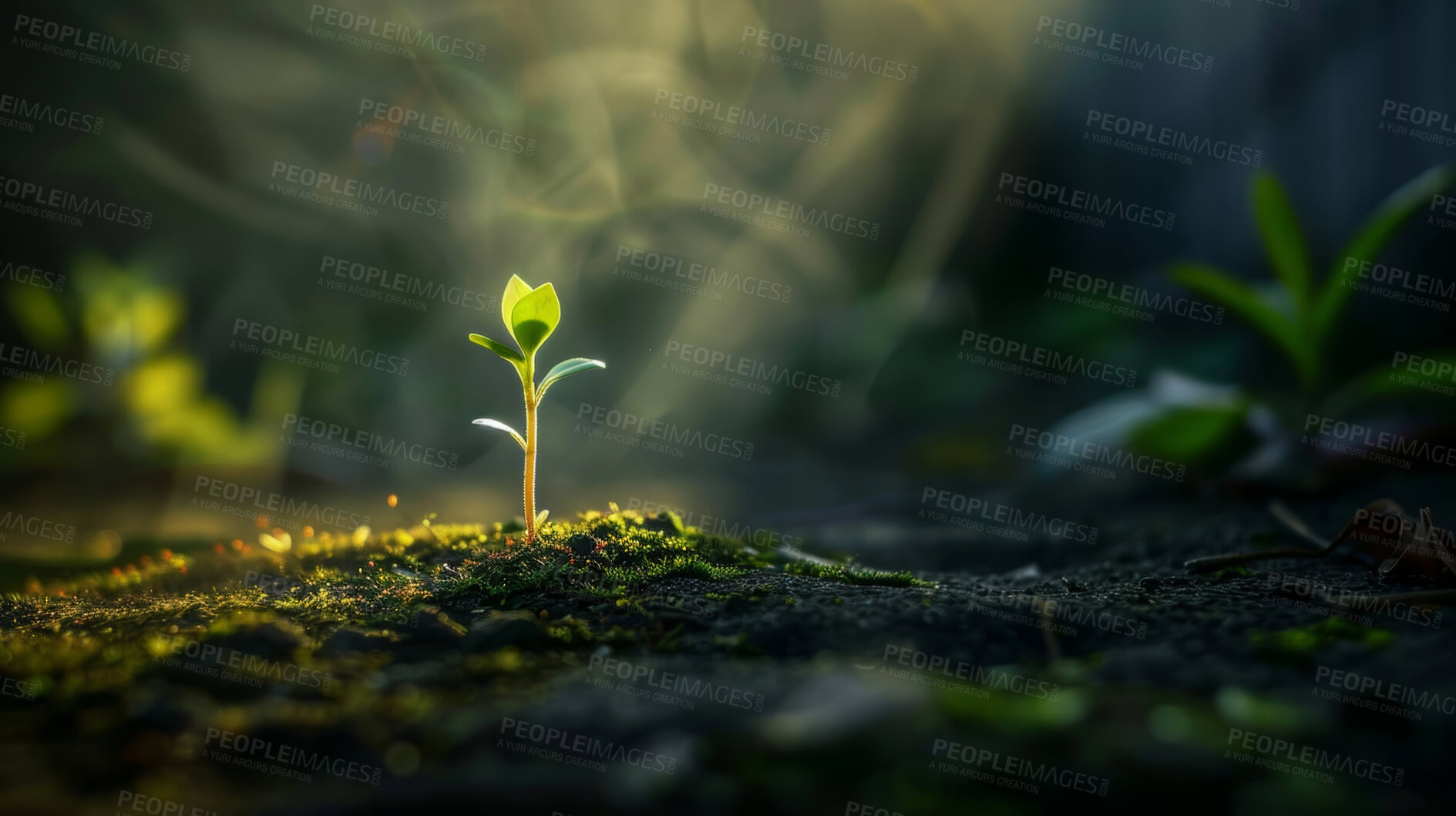 Buy stock photo Seedling, grow and plant in field, sun and mockup in environment, earth and leaves in soil outdoor. Agriculture, dirt and nature for carbon footprint, sustainability and project for food in garden