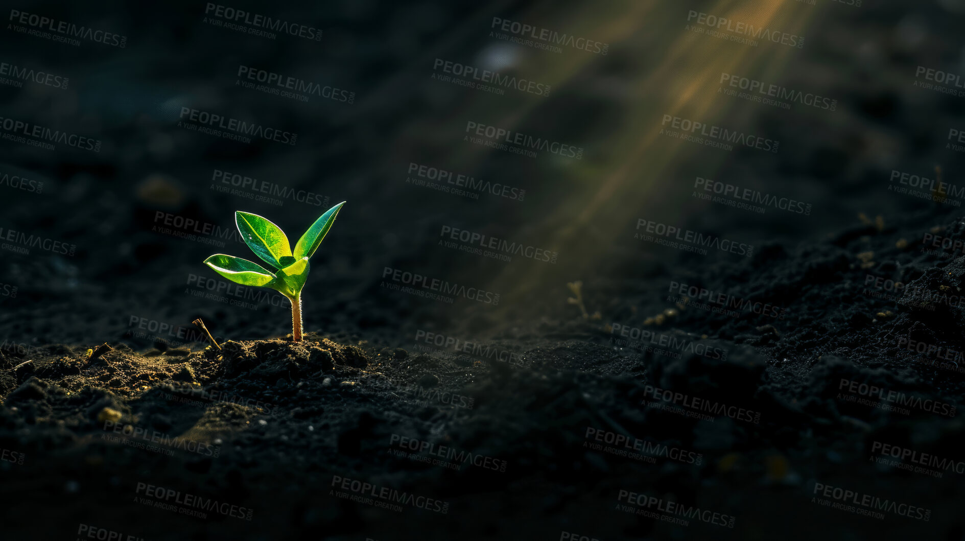 Buy stock photo Sun, light and plant with growth in soil for sustainable farming, future and natural development. Earth, environment and sapling with leaf in ground for eco friendly, green energy and hope in ecology