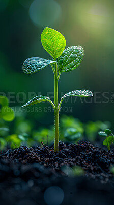Stem, growth and soil in nature for sustainability, seedling or fertiliser dirt. Lens flare, agro and green leaves with plant for natural environment, earth day or spring for eco friendly park